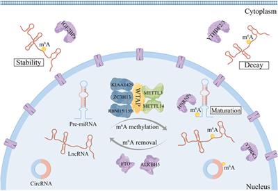 New understandings of the genetic regulatory relationship between non-coding RNAs and m6A modification