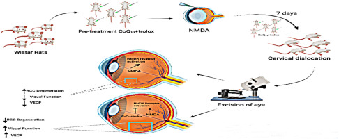 Trolox aids coenzyme Q10 in neuroprotection against NMDA induced damage via upregulation of VEGF in rat model of glutamate excitotoxicity