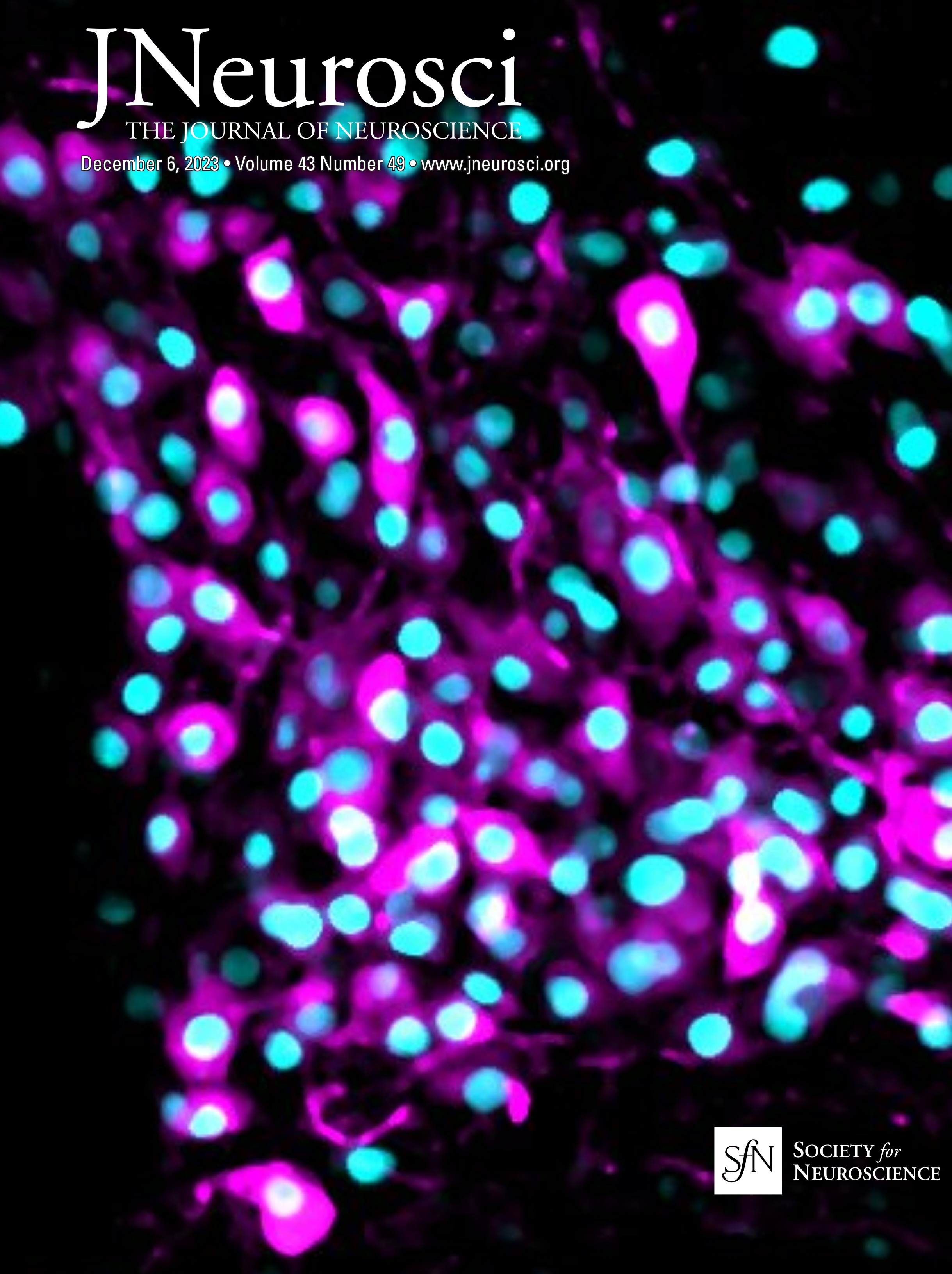Loss of Depalmitoylation Disrupts Homeostatic Plasticity of AMPARs in a Mouse Model of Infantile Neuronal Ceroid Lipofuscinosis