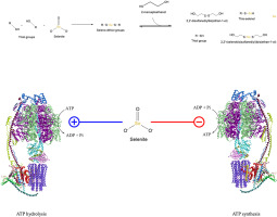 Selenite ameliorates the ATP hydrolysis of mitochondrial F1FO-ATPase by changing the redox state of thiol groups and impairs the ADP phosphorylation