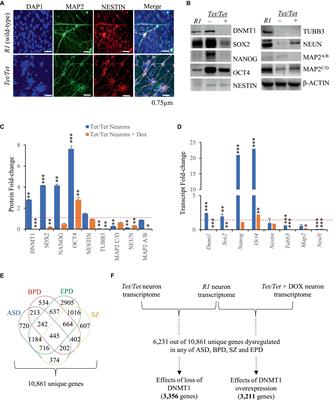 DNMT1 downregulation as well as its overexpression distinctly affect mostly overlapping genes implicated in schizophrenia, autism spectrum, epilepsy, and bipolar disorders
