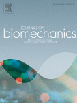 Lower-Limb joint Quasi-Stiffness in the frontal and sagittal planes during walking at different step widths