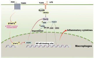 Traditional Chinese Medicine Pien-Tze-Huang ameliorates LPS-induced sepsis through bile acid-mediated activation of TGR5-STAT3-A20 signaling