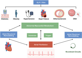 GLP-1 receptor agonists and myocardial metabolism in atrial fibrillation