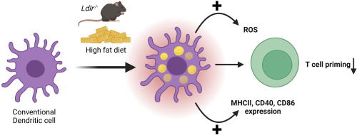 In situ lipid-loading activates peripheral dendritic cell subsets characterized by cellular ROS accumulation but compromises their capacity to prime naïve T cells