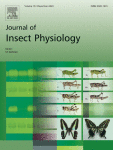 β-tubulin functions in spermatogenesis in Lygus hesperus Knight