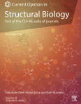 How the ribosome shapes cotranslational protein folding