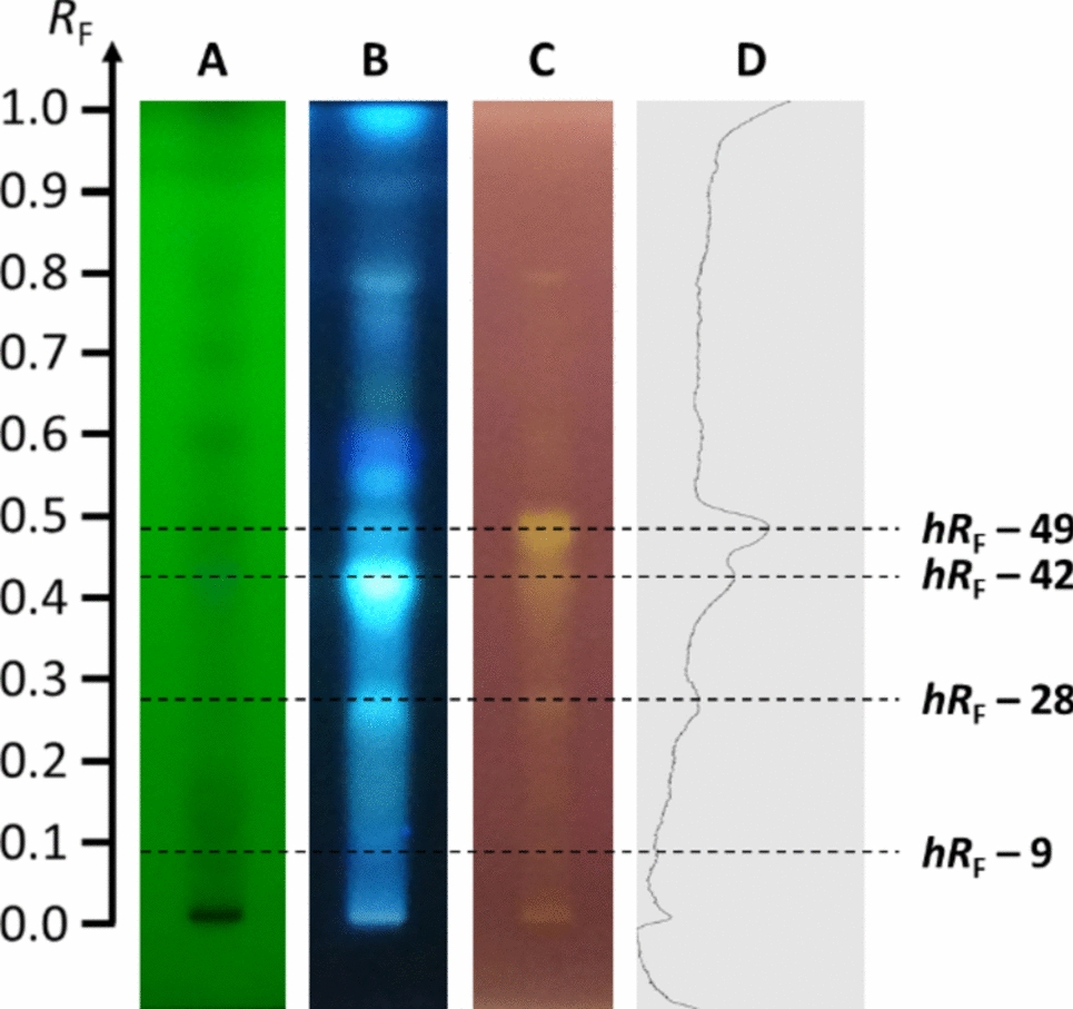 Exploring antioxidant potential in two basidiomycetous mushrooms using high-performance thin-layer chromatography–DPPH–videodensitometry
