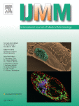 Impact of Mycobacteroides abscessus colony morphology on biofilm formation and antimicrobial resistance