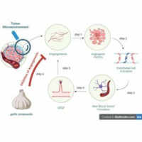 Anticancer potential of garlic bioactive constituents: Allicin, Z-ajoene, and organosulfur compounds