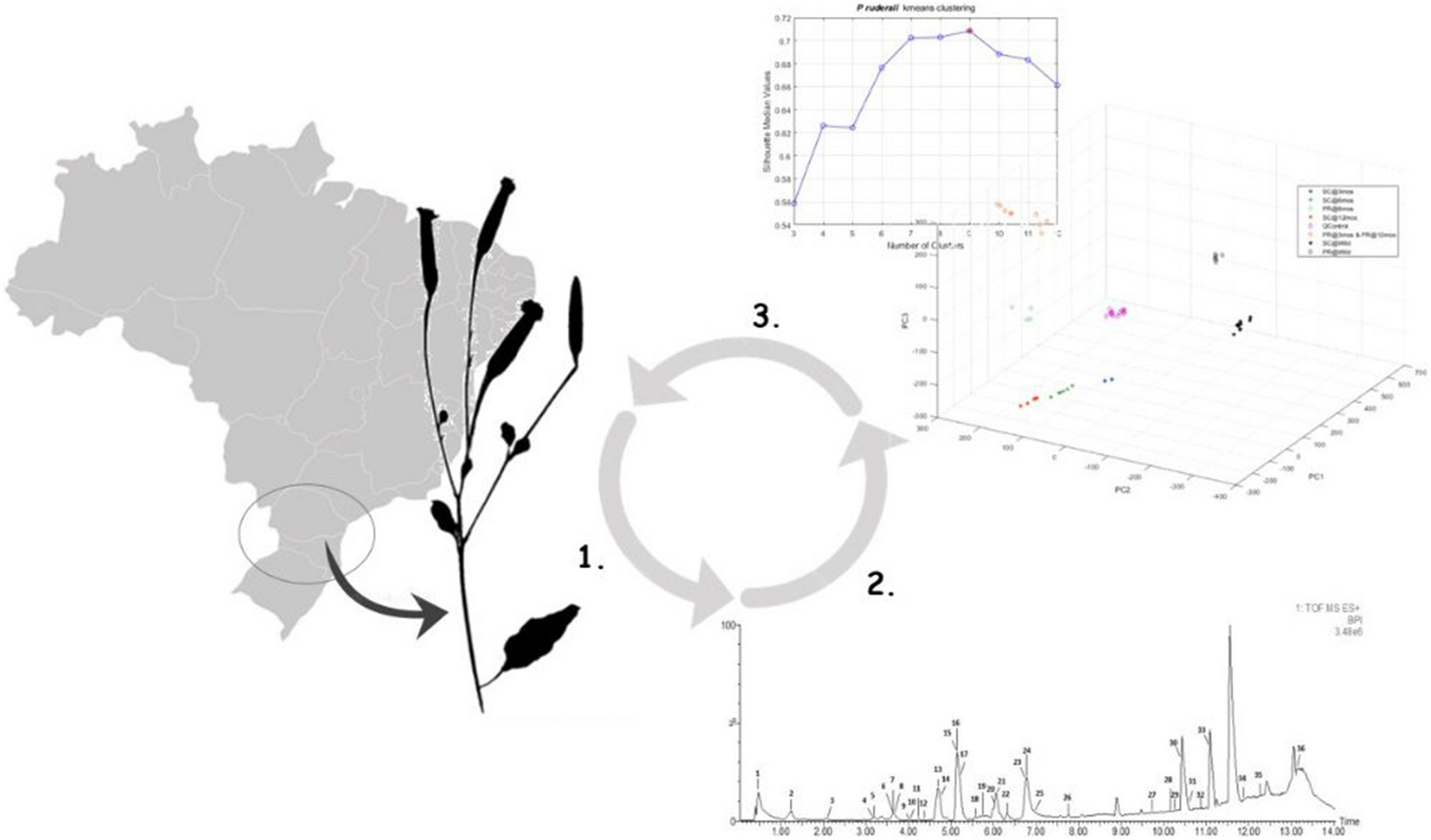 UPLC-ESI-QToF-MS Metabolomics Comparison Between Wild and Cultivated Porophyllum ruderale, a Non-conventional Edible Plant