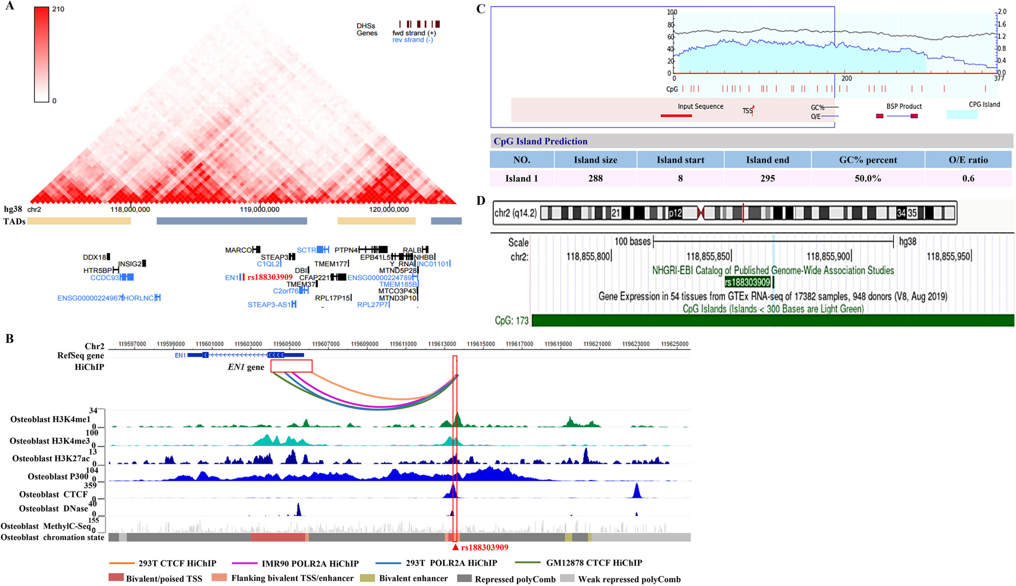 The osteoporosis susceptibility SNP rs188303909 at 2q14.2 regulates EN1 expression by modulating DNA methylation and E2F6 binding