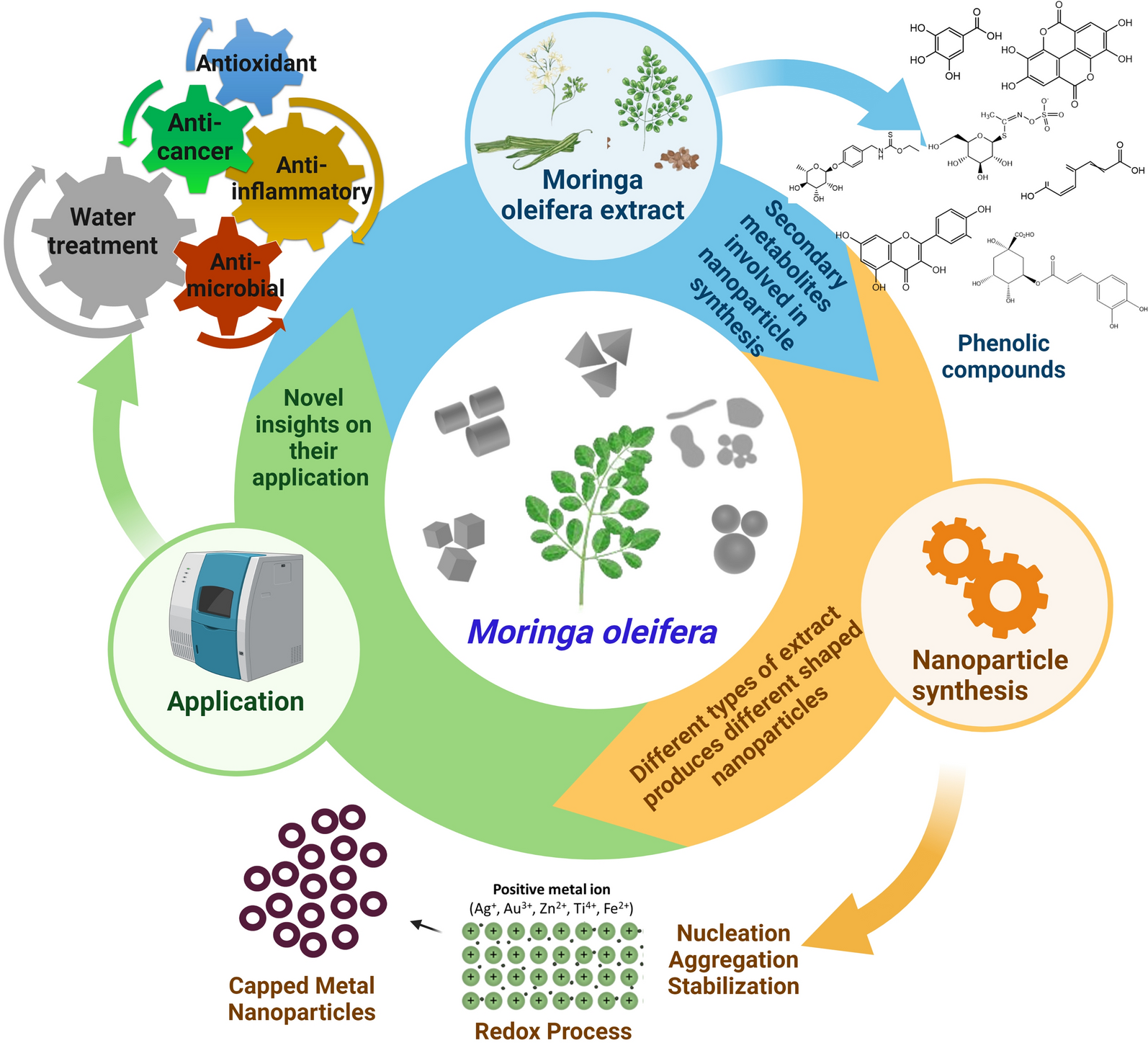 A comprehensive review on Moringa oleifera nanoparticles: importance of polyphenols in nanoparticle synthesis, nanoparticle efficacy and their applications