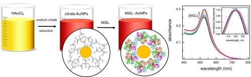 Conjugation to gold nanoparticles of methionine gamma-lyase, a cancer-starving enzyme. Physicochemical characterization of the nanocomplex for prospective nanomedicine applications