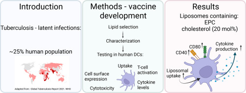 Intrinsic immunogenicity of liposomes for tuberculosis vaccines: Effect of cationic lipid and cholesterol