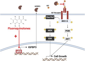 Fluoroquinolones upregulate insulin-like growth factor–binding protein 3, inhibit cell growth and insulin-like growth factor signaling