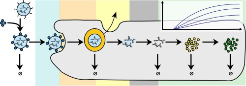 Kinetics of RNA-LNP delivery and protein expression