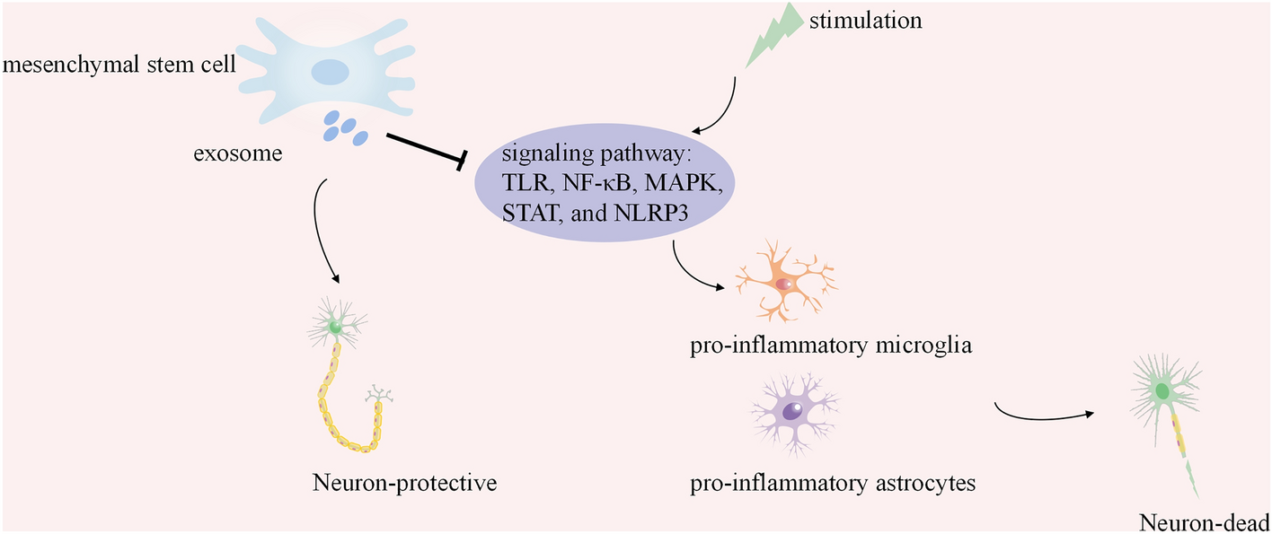 A New Strategy for the Regulation of Neuroinflammation: Exosomes Derived from Mesenchymal Stem Cells