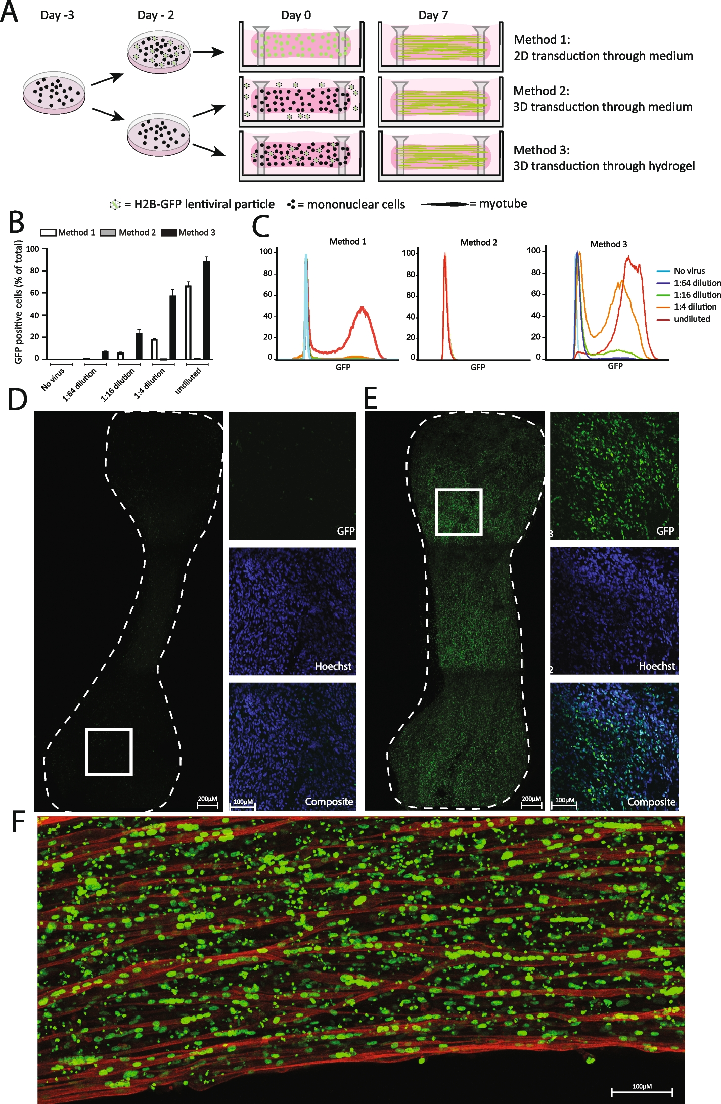 A knock down strategy for rapid, generic, and versatile modelling of muscular dystrophies in 3D-tissue-engineered-skeletal muscle