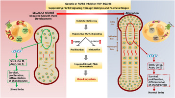 Targeting FGFR3 signaling and drug repurposing for the treatment of SLC26A2-related chondrodysplasia in mouse model