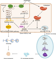 β-elemene promotes miR-127-3p maturation, induces NSCLCs autophagy, and enhances macrophage M1 polarization through exosomal communication