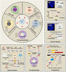 Multiple roles of arsenic compounds in phase separation and membraneless organelles formation determine their therapeutic efficacy in tumors