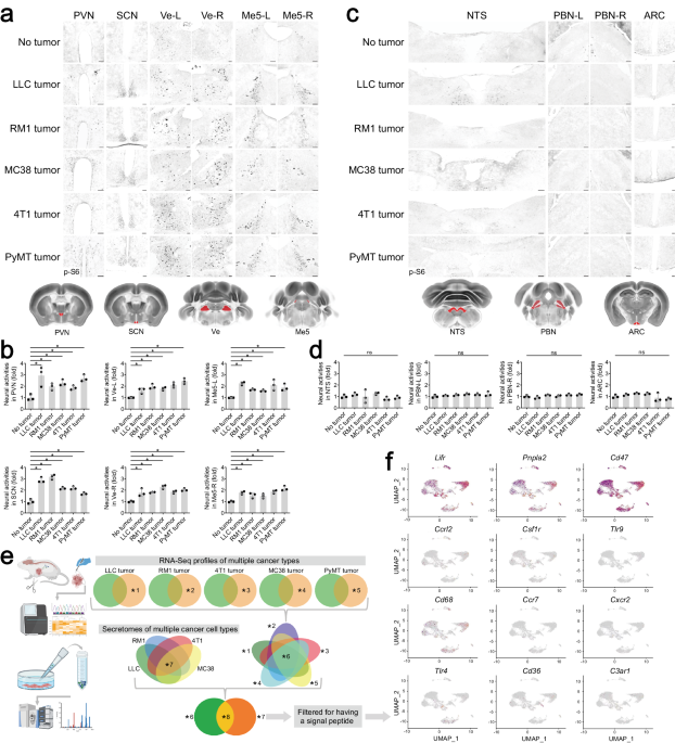 Multiple cancer cell types release LIF and Gal3 to hijack neural signals