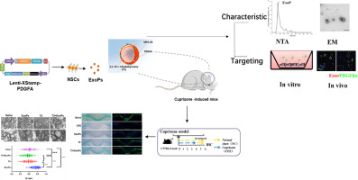 Engineered PDGFA-ligand-modified exosomes delivery T3 for demyelinating disease targeted therapy