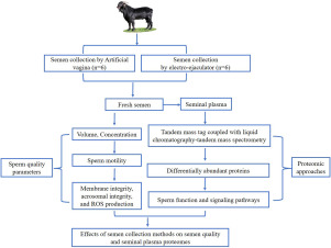 Decoding the influence of semen collection processes on goat sperm quality from a perspective of seminal plasma proteomics