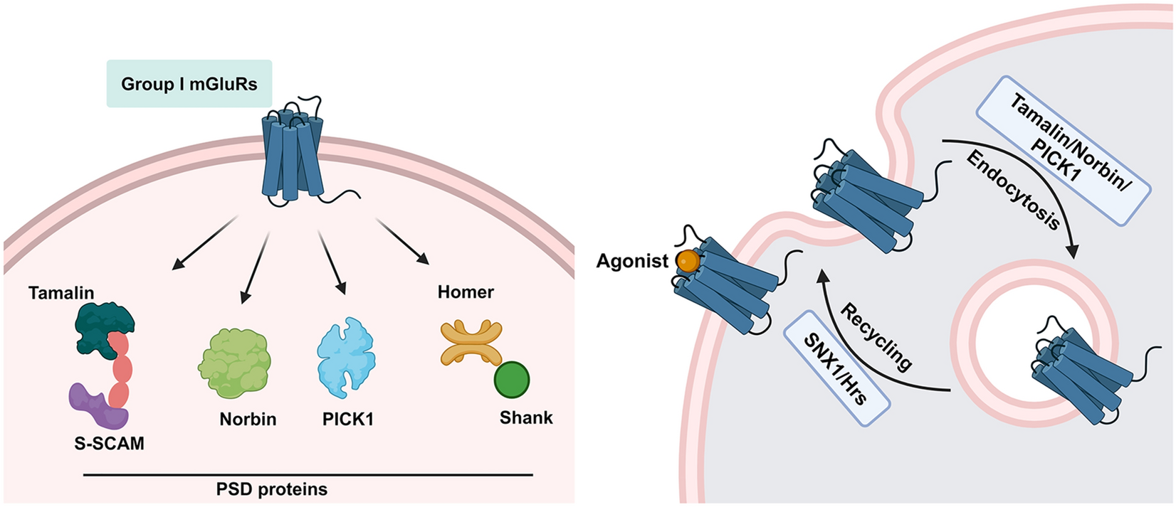 Postsynaptic Density Proteins and Their Role in the Trafficking of Group I Metabotropic Glutamate Receptors