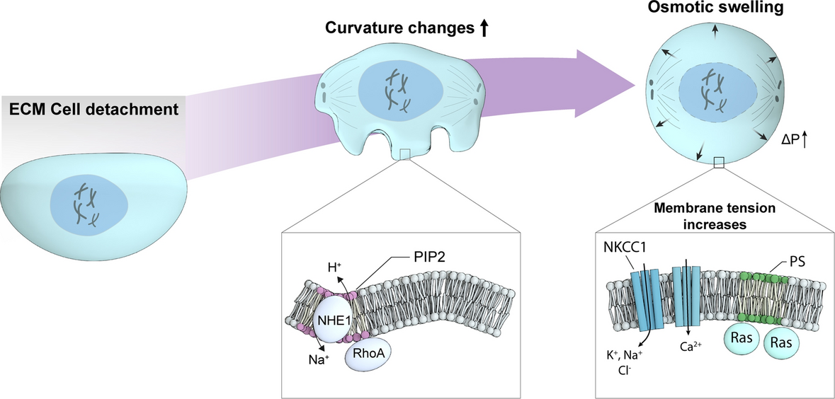 The Role of the Swollen State in Cell Proliferation
