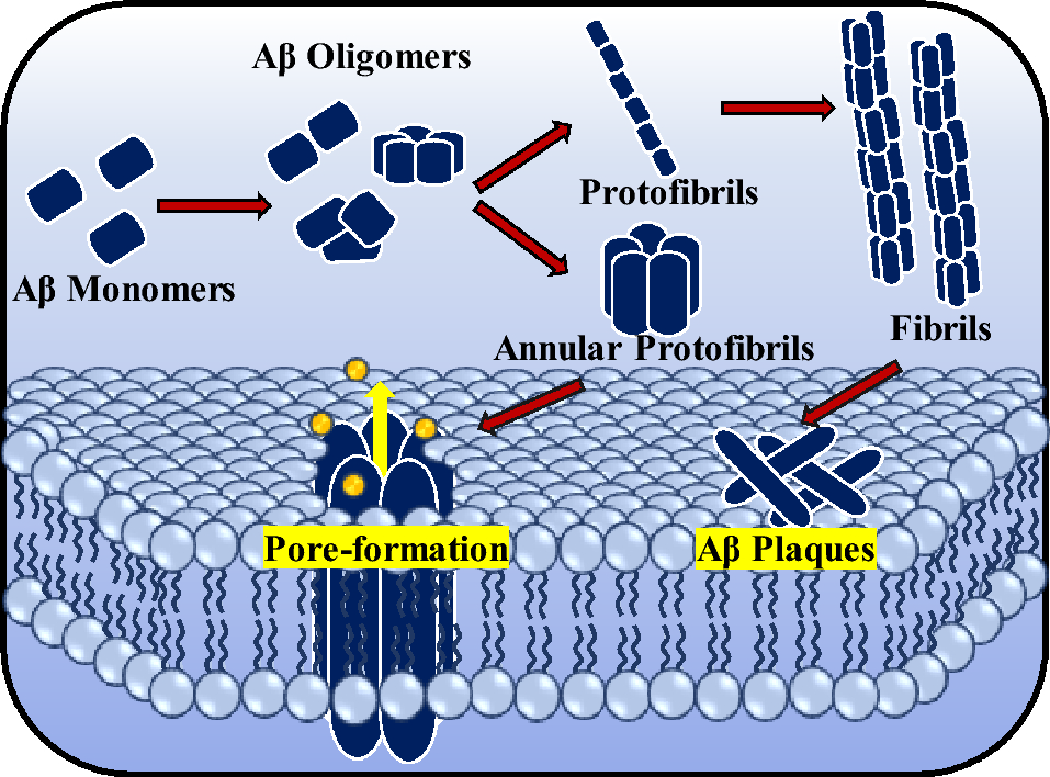 Aggregation Behavior of Amyloid Beta Peptide Depends Upon the Membrane Lipid Composition