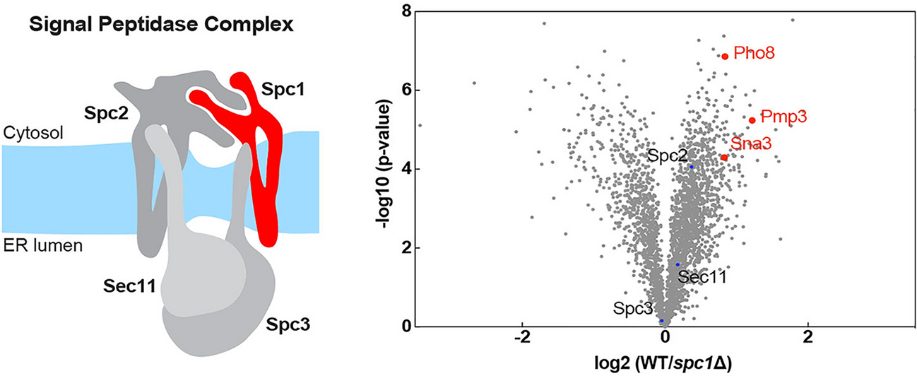 Abundance of the Membrane Proteome in Yeast Cells Lacking Spc1, a Non-catalytic Subunit of the Signal Peptidase Complex