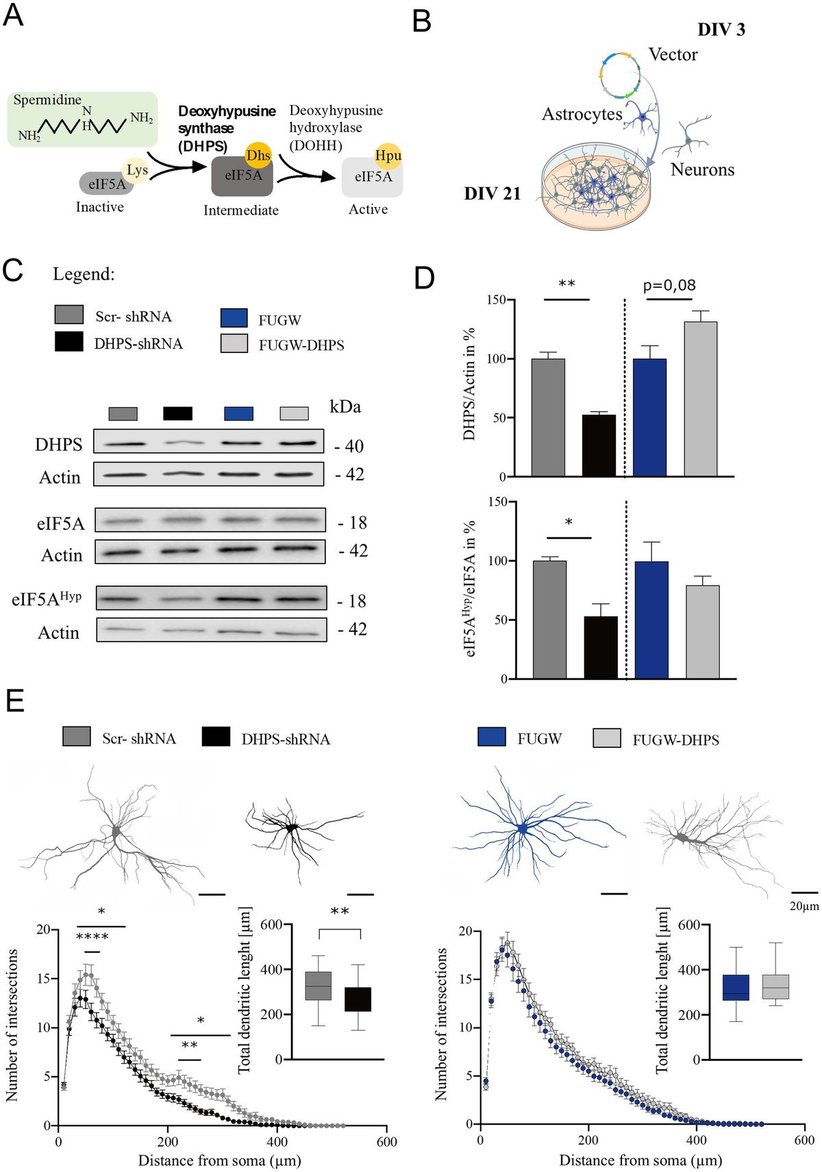 Manipulation of DHPS activity affects dendritic morphology and expression of synaptic proteins in primary rat cortical neurons