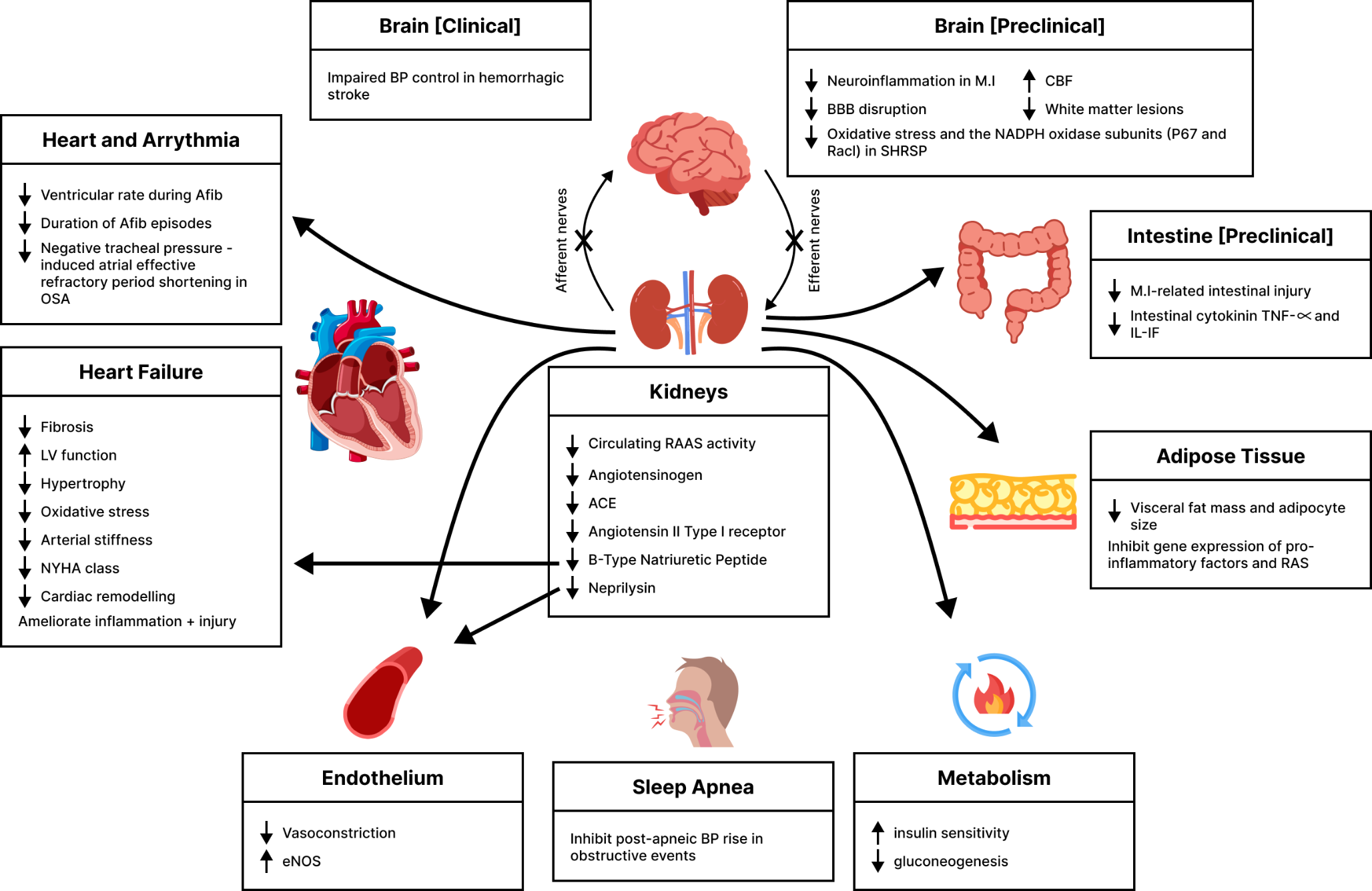 Renal Denervation as a Novel Therapeutic Approach for Resistant Hypertension: Mechanisms, Efficacy and Future Directions