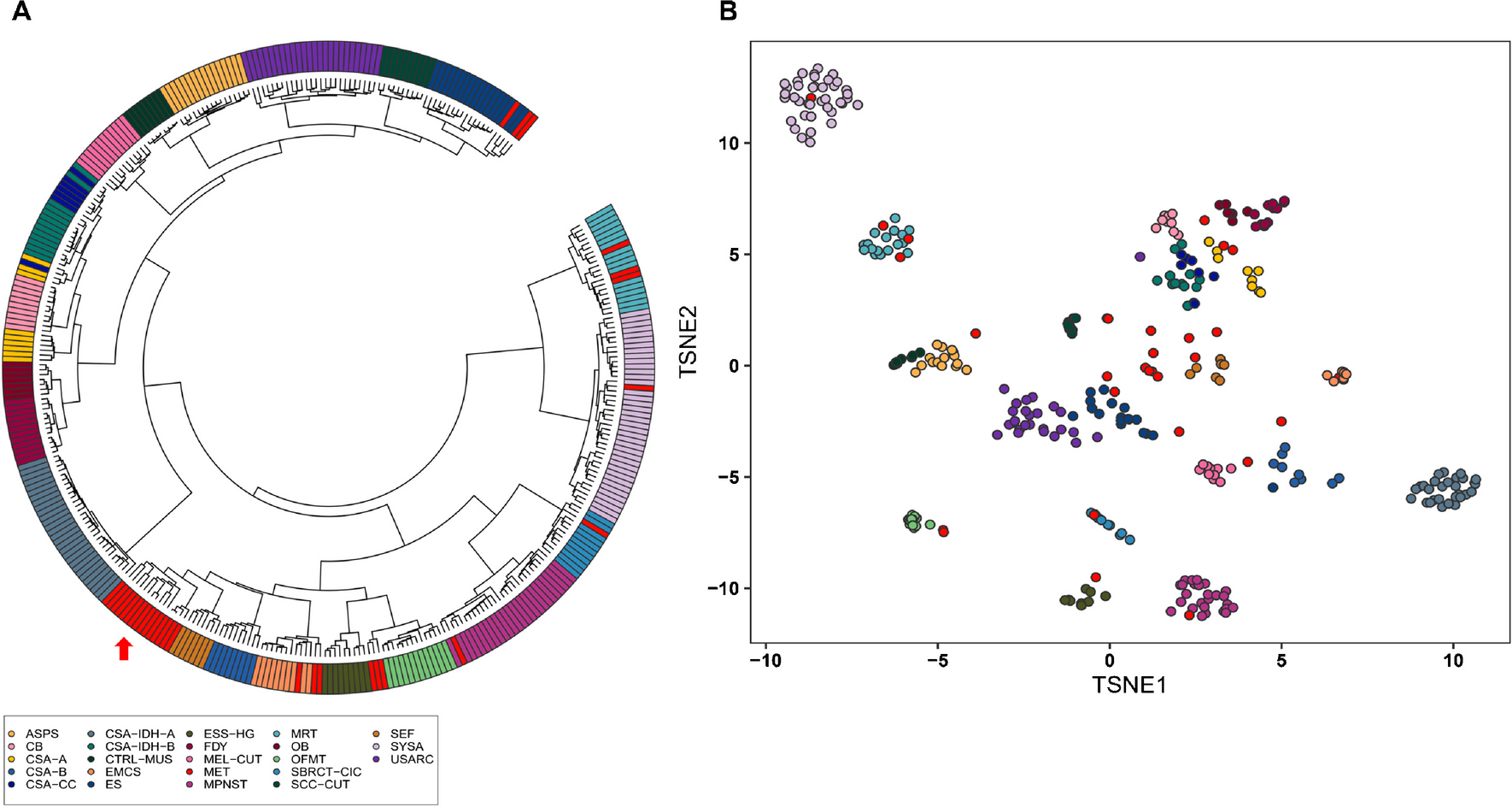 Reappraisal of soft tissue myoepithelial tumors by DNA methylation profiling reveals an epigenetically distinct group of mostly fusion-driven neoplasms