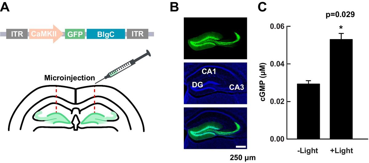 Optogenetic elevation of postsynaptic cGMP in the hippocampal dentate gyrus enhances LTP and modifies mouse behaviors