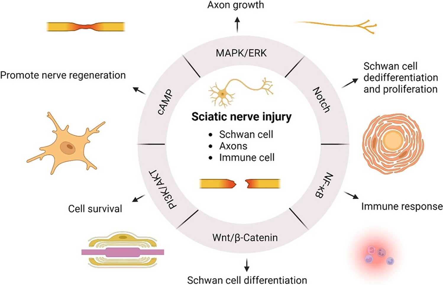 Role and Interplay of Different Signaling Pathways Involved in Sciatic Nerve Regeneration