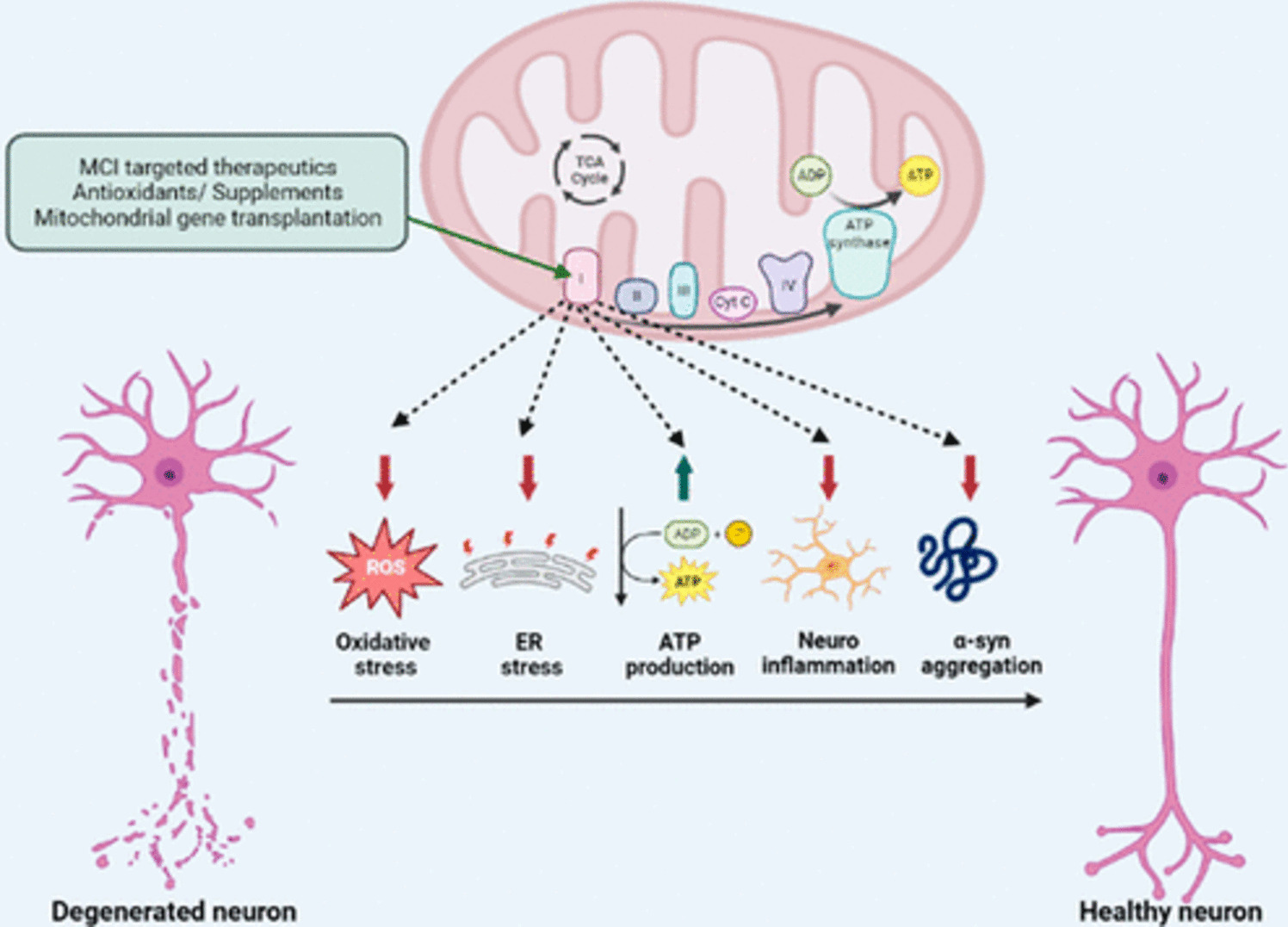 Mitophagy Unveiled: Exploring the Nexus of Mitochondrial Health and Neuroendocrinopathy