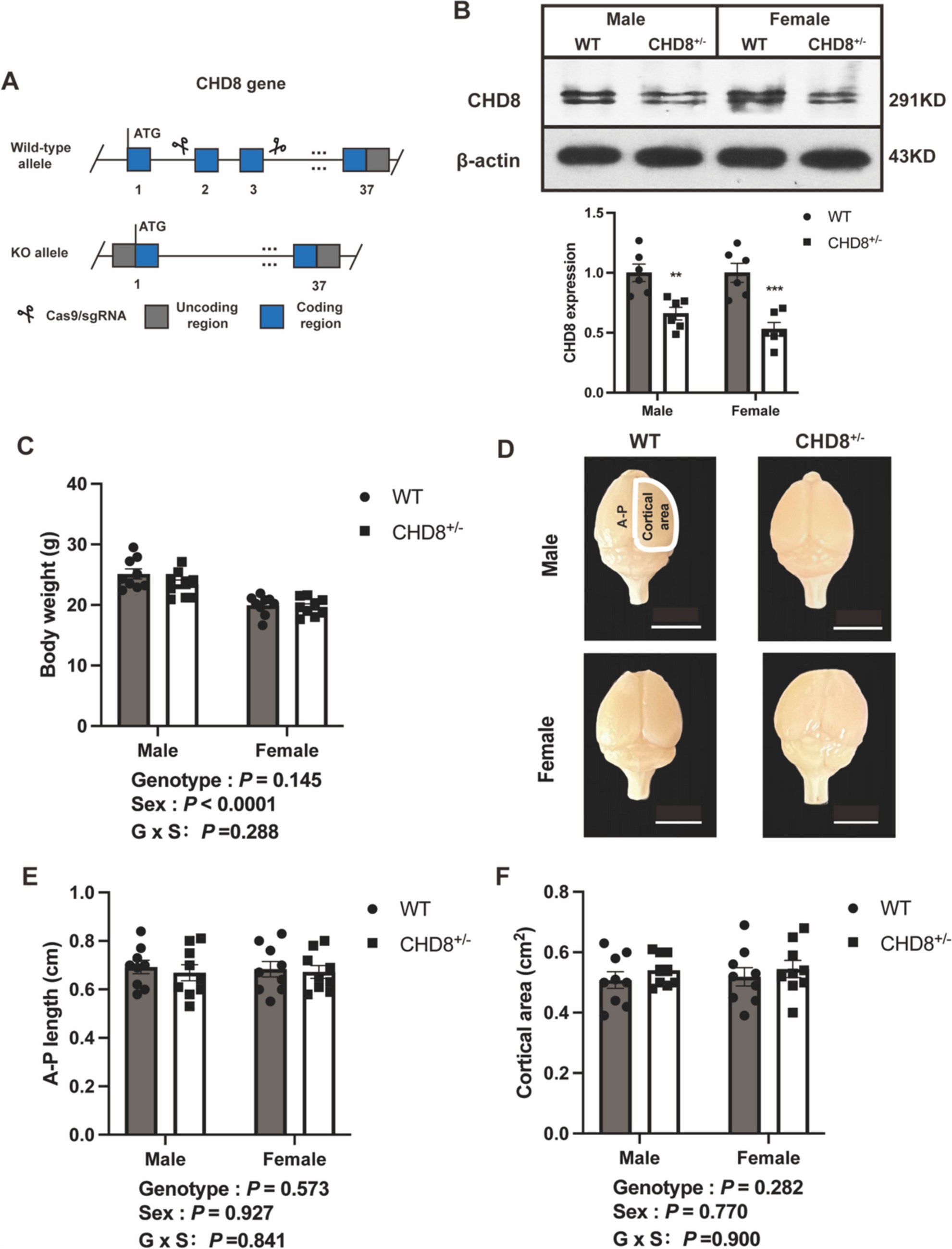 The Deficiency of the ASD-Related Gene CHD8 Disrupts Behavioral Patterns and Inhibits Hippocampal Neurogenesis in Mice