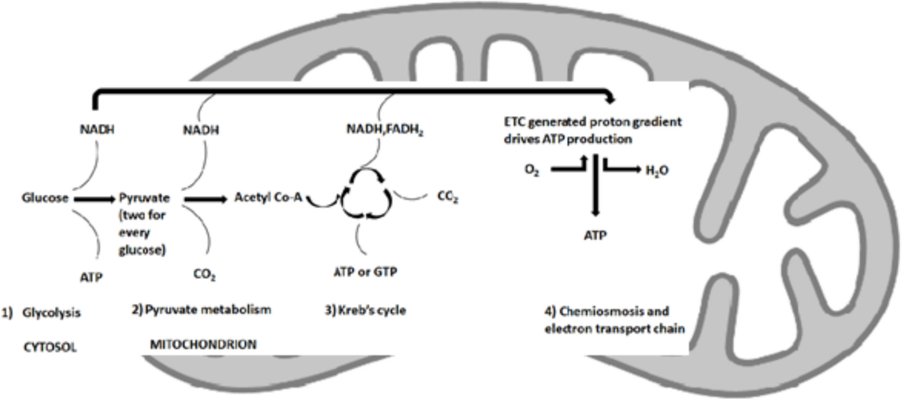 Signaling Pathways Concerning Mitochondrial Dysfunction: Implications in Neurodegeneration and Possible Molecular Targets