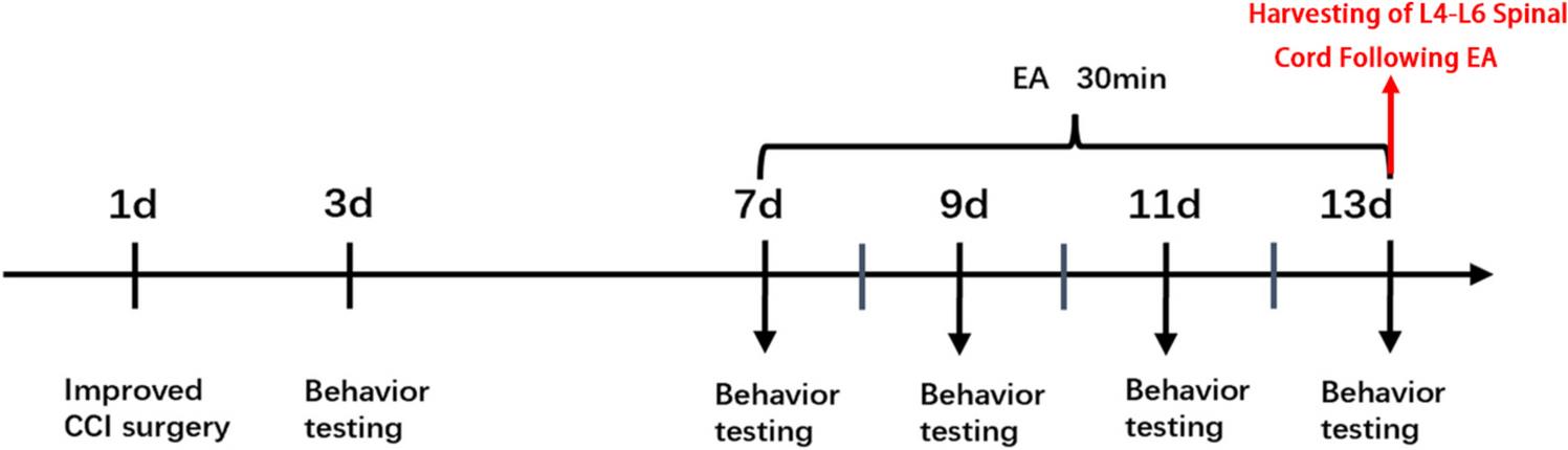 Effects of Electroacupuncture at Varied Frequencies on Analgesia and Mechanisms in Sciatic Nerve Cuffing-Induced Neuropathic Pain Mice
