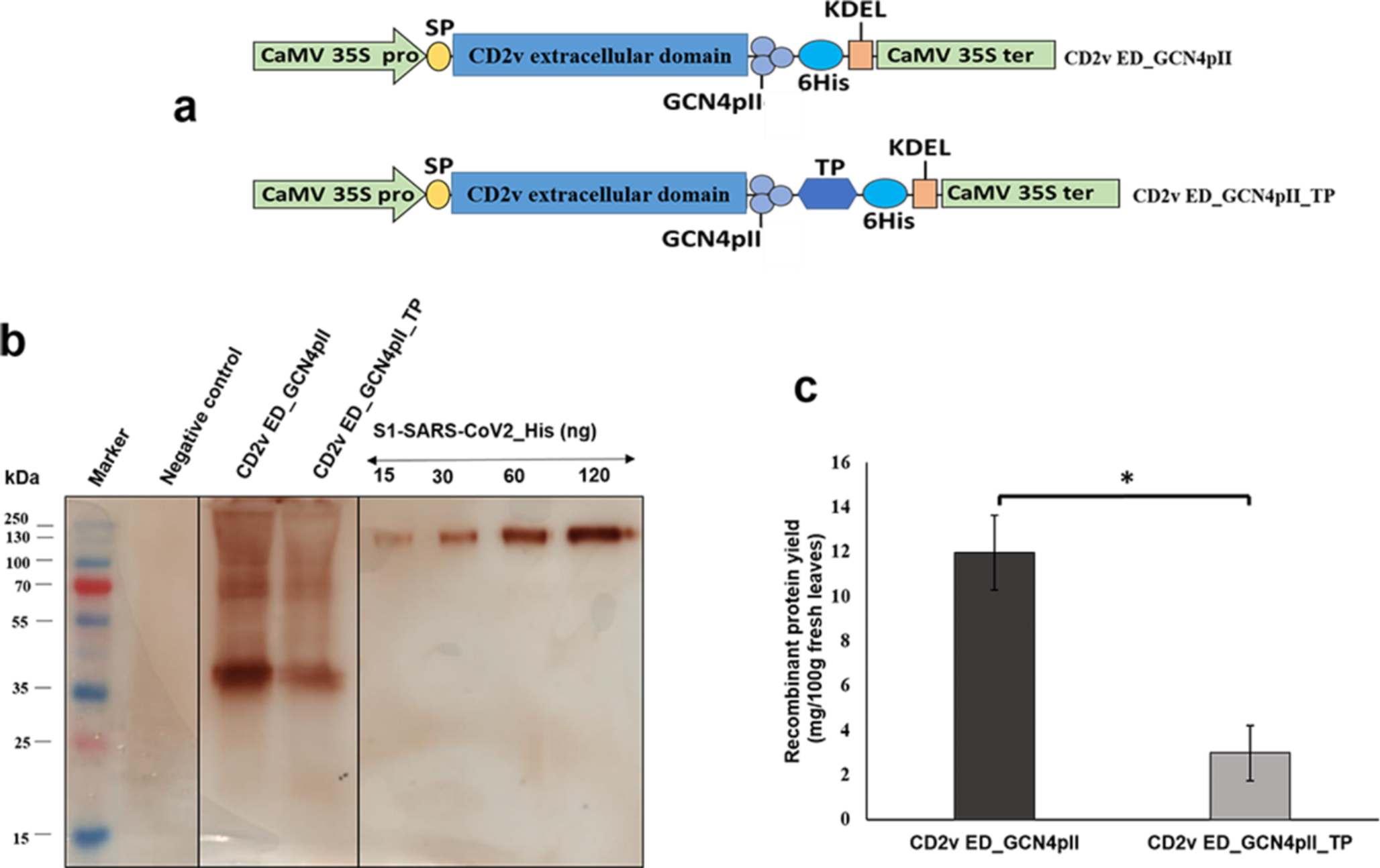 A plant-based oligomeric CD2v extracellular domain antigen exhibits equivalent immunogenicity to the live attenuated vaccine ASFV-G-∆I177L