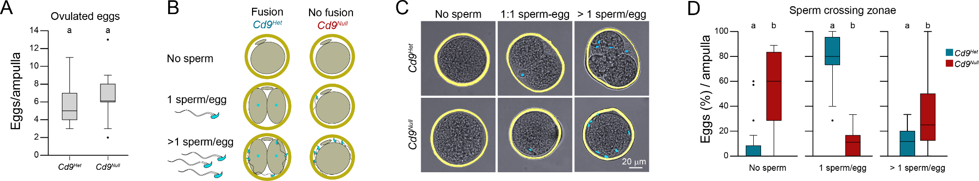 Disruption of gamete fusion alters the sperm-egg ratio at gamete interaction