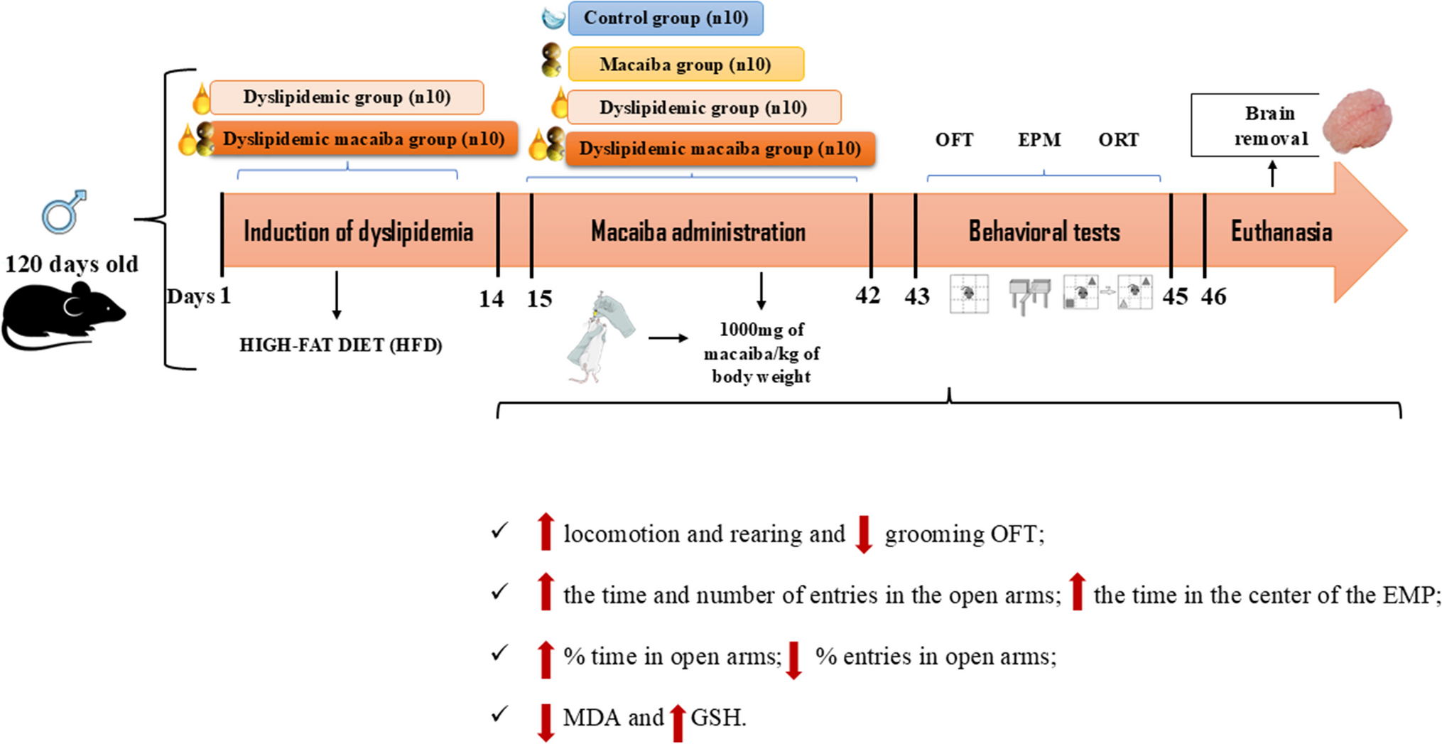 Macaiba palm pulp (Acrocomia intumescens Drude) improves memory and induces anxiolytic-like behavior in dyslipidemic rats