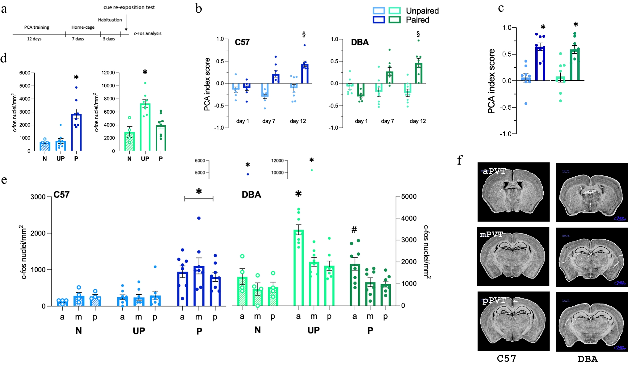 Genotype-dependent functional role of the anterior and posterior paraventricular thalamus in pavlovian conditioned approach