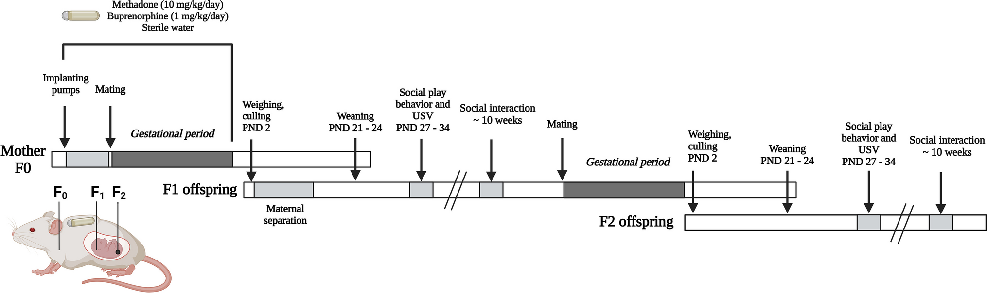 Maternal exposure to buprenorphine, but not methadone, during pregnancy reduces social play behavior across two generations of offspring