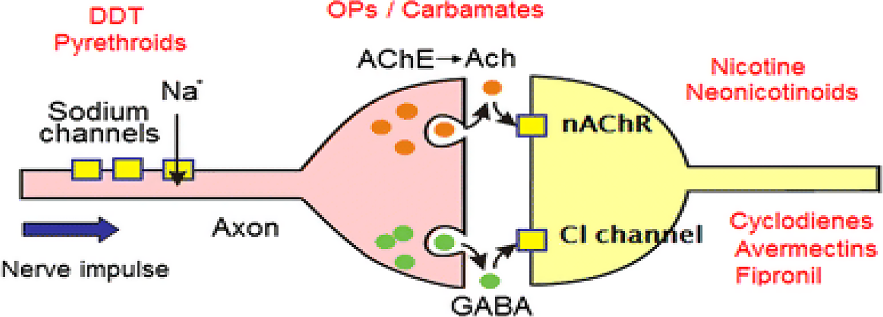 Implication of Pyrethroid Neurotoxicity for Human Health: A Lesson from Animal Models