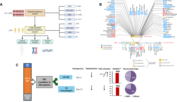 Non canonical c-CBL mutations define a specific phenotype of myeloid neoplasia