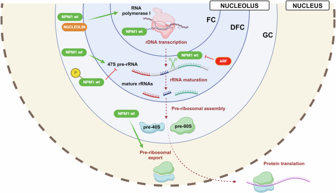 Functions of the native NPM1 protein and its leukemic mutant